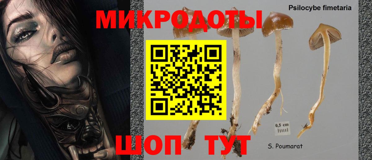 Галлюциногенные грибы Psilocybine cubensis  Галлюциногенные грибы прущие грибы  Махачкала 