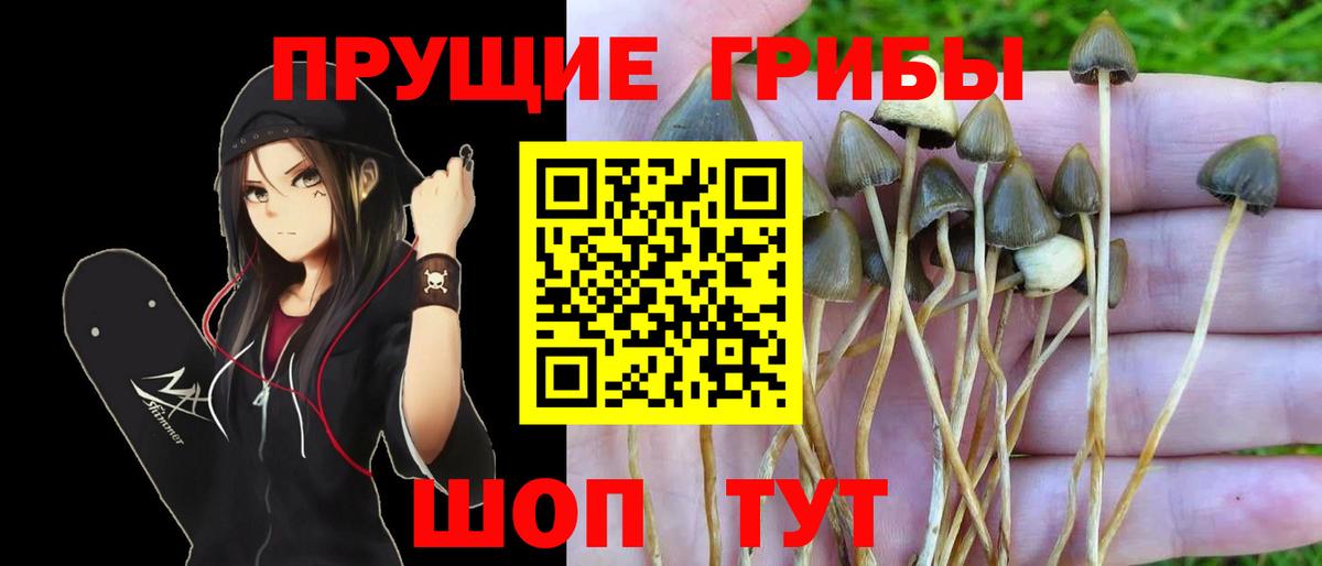 Галлюциногенные грибы Psilocybe  Псилоцибиновые грибы прущие грибы  Вход с VPN  Махачкала 